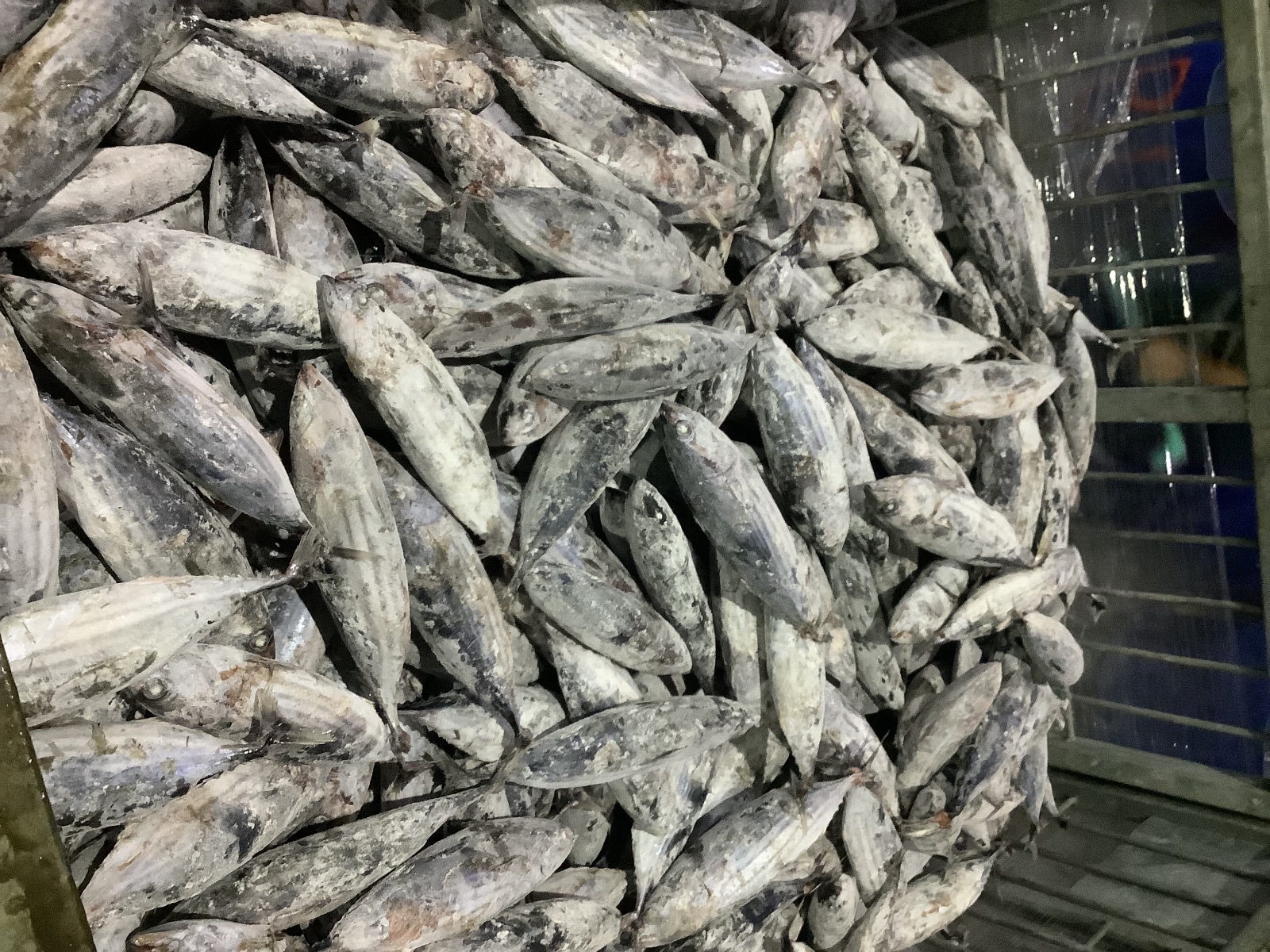 2nd Picture of PT. Global Fish Indonesia's Warehouse Activities