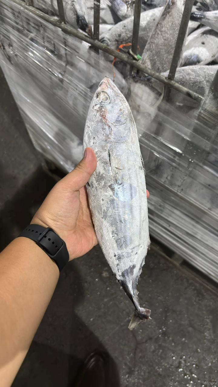 5th Picture of PT. Global Fish Indonesia's Warehouse Activities