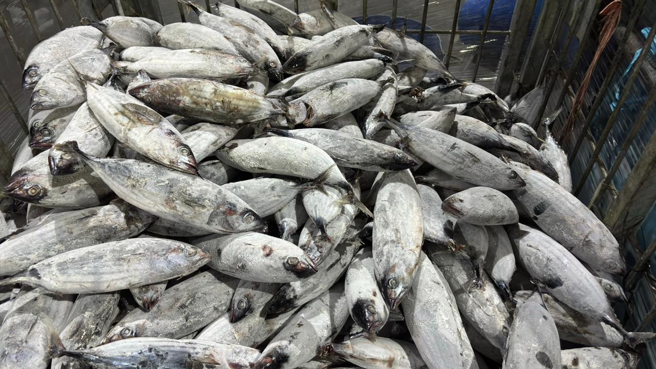 7th Picture of PT. Global Fish Indonesia's Warehouse Activities