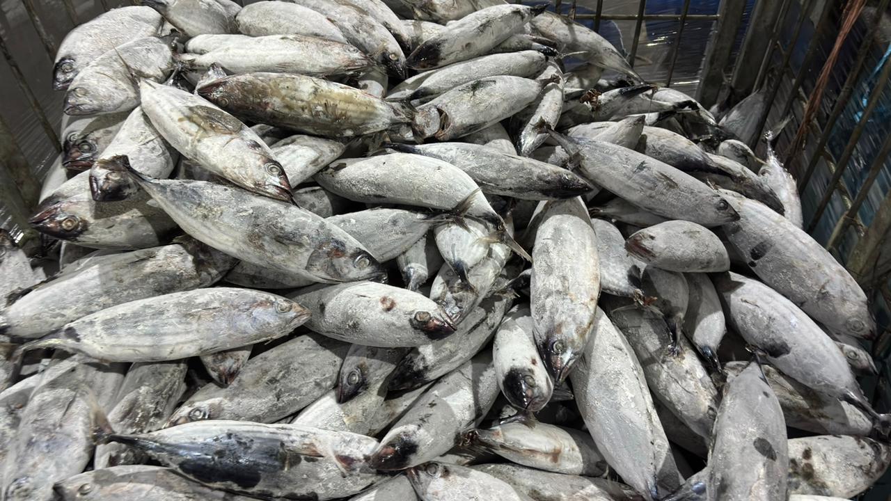 Premium Skipjack Tuna Product from PT. Fish Global Indonesia